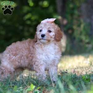 Willow, Cavapoo Puppy